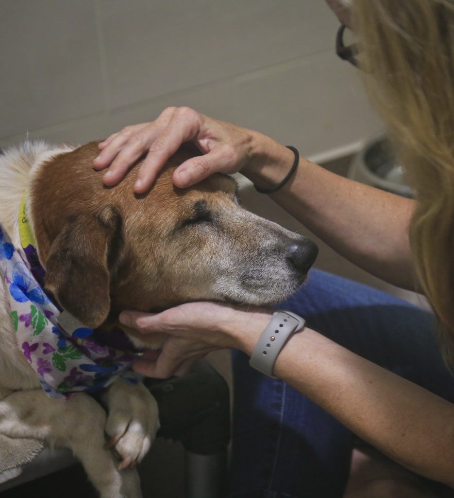 Rescatan a más de 200 perros de albergue en Puerto Rico - PUERTO-RICO-PERROS-RE_De-l-3-935x1024