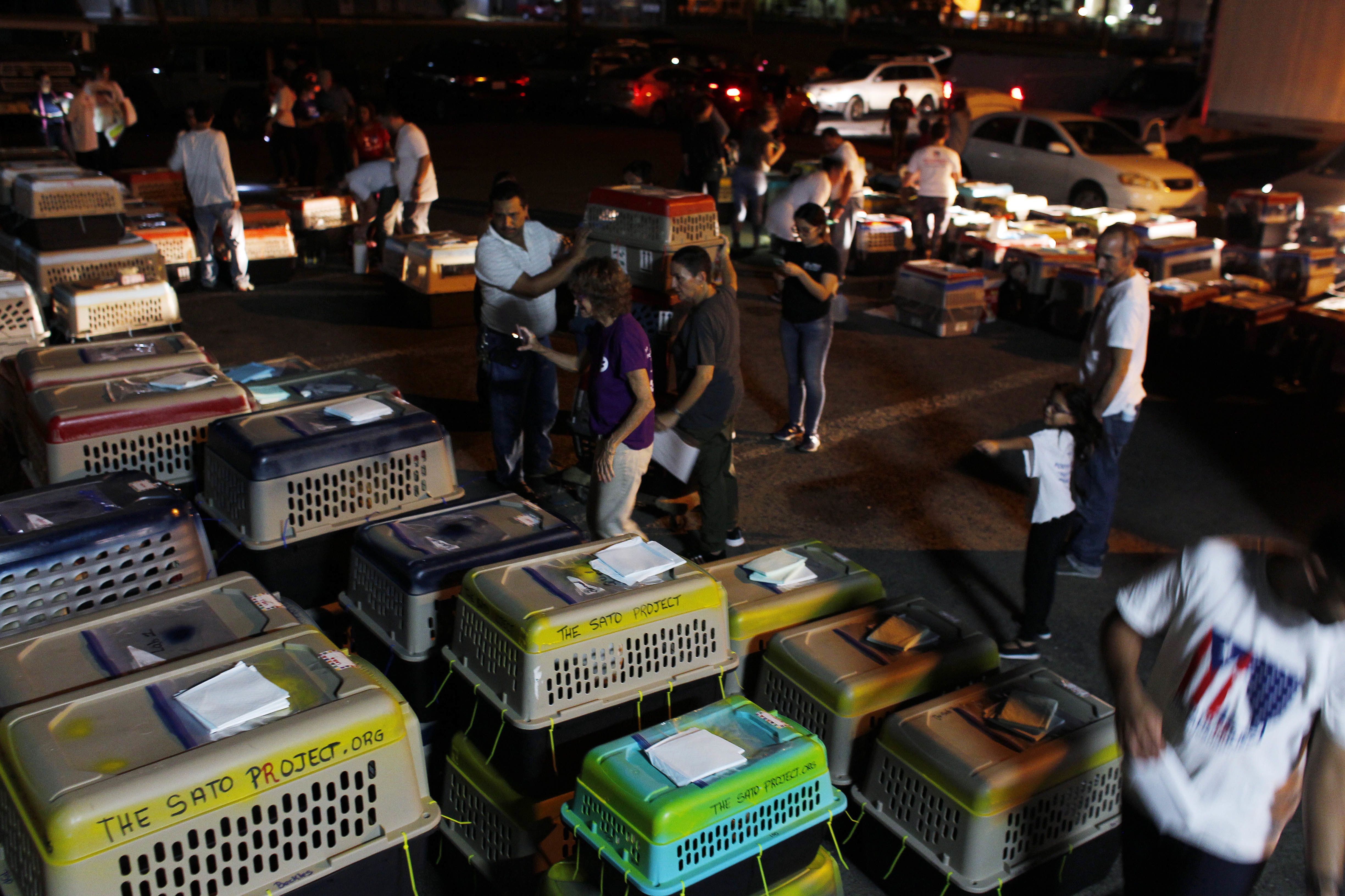 Rescatan a más de 200 perros de albergue en Puerto Rico