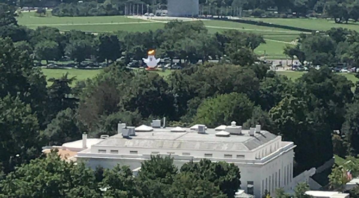 #VIRAL Aparece pollo inflable con copete de Trump frente a la Casa Blanca - Pollo-inflable-Trump-haddadmedia-e1502321242258
