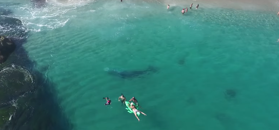 #Video Avistan a ballena gris en costas de California