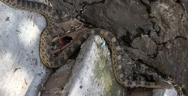 #Video Aseguran serpiente de cascabel de dos metros en Tlalpan