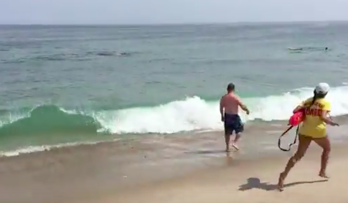 #Video Surfistas huyen de ataque de tiburón