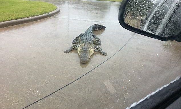 Alertan por aparición de caimanes y serpientes tras inundaciones en Texas