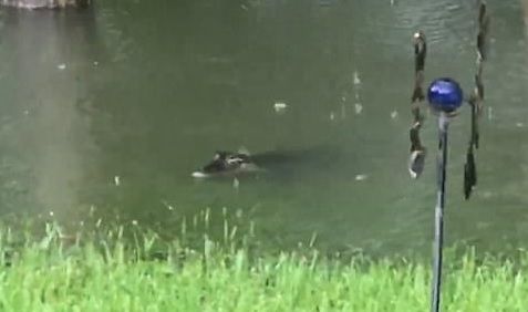 #Video Cocodrilos invaden patio trasero de mujer en Texas