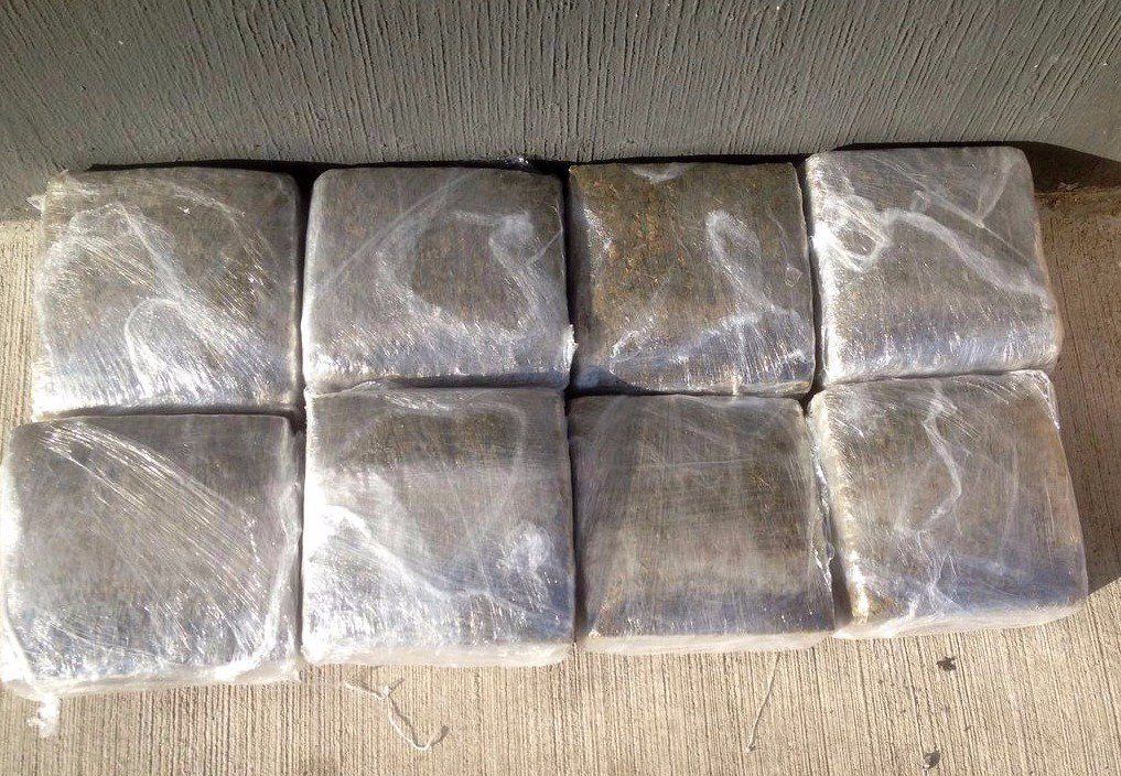 Escuadrón canino localiza ocho kilos de mariguana en paquetería de Jalisco - droga