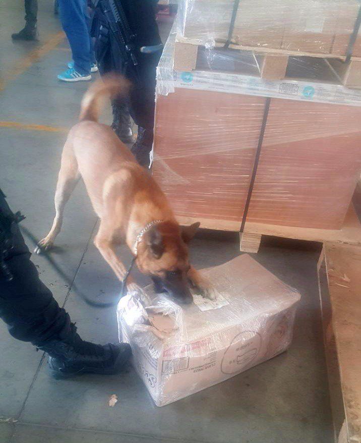 Escuadrón canino localiza ocho kilos de mariguana en paquetería de Jalisco - escuadrón-canino-en-gdl