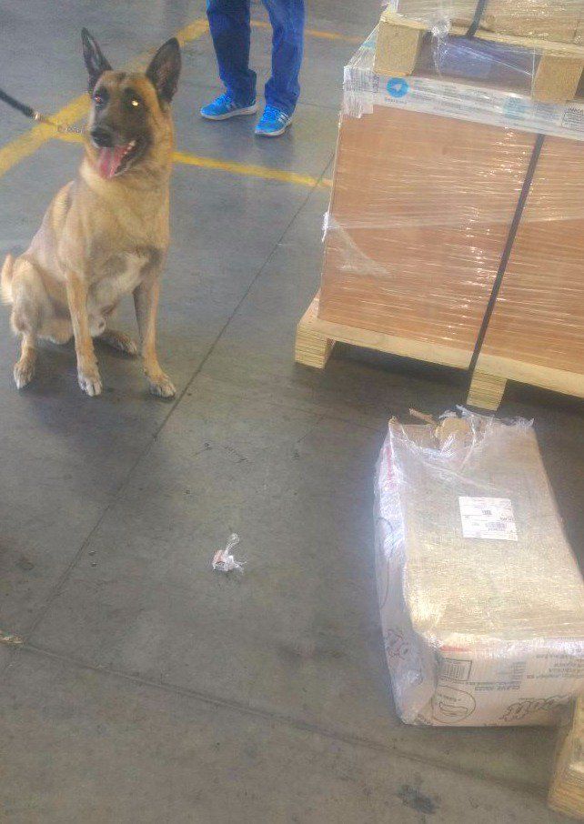 Escuadrón canino localiza ocho kilos de mariguana en paquetería de Jalisco - escuadrón-canino
