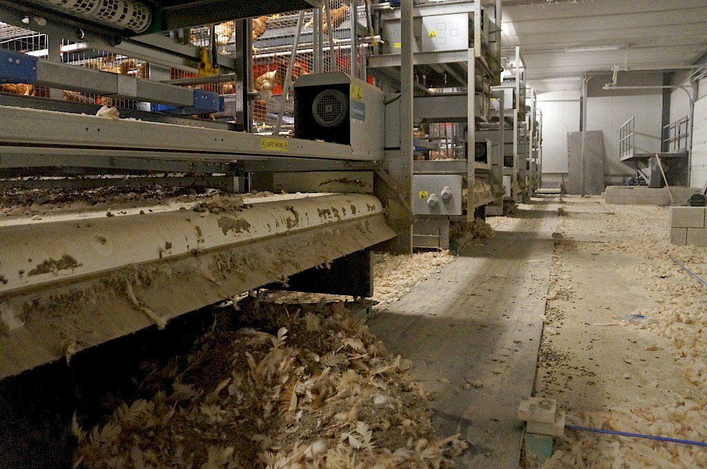 Aseguran miles de huevos por sospechas de contaminación en Italia - friponil-huevos-italia