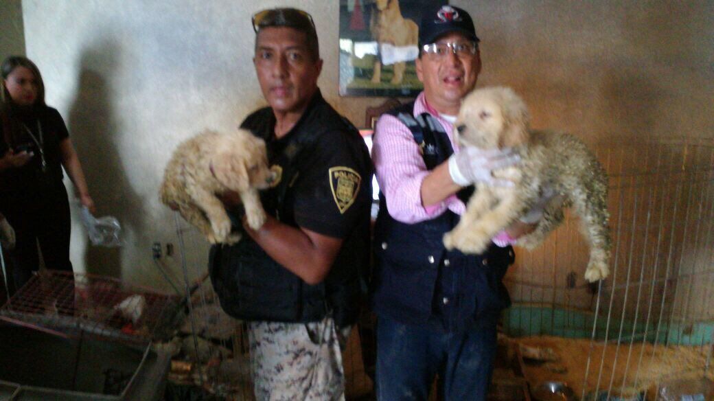 Rescatan a una treintena de perros Golden Retriever en Iztapalapa