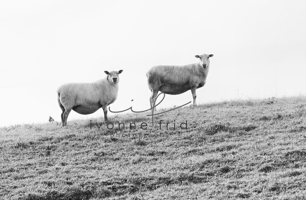 Ivonne Frid compite en The Seventh Annual Exposure Photography Awards - ivonne-frid-2