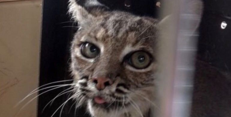 Abandonan lince en baños de Ecatepec - lince-1