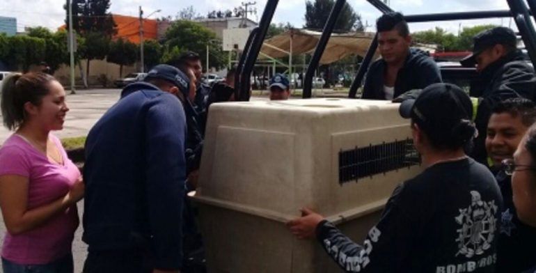 Abandonan lince en baños de Ecatepec