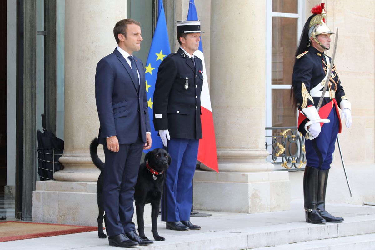 Nemo, el nuevo perro de Macron - nemo-macorn-4