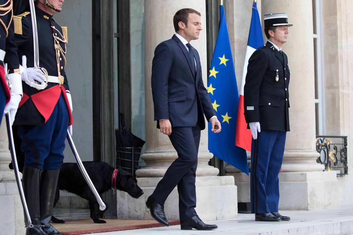 Nemo, el nuevo perro de Macron - nemo-macron-2