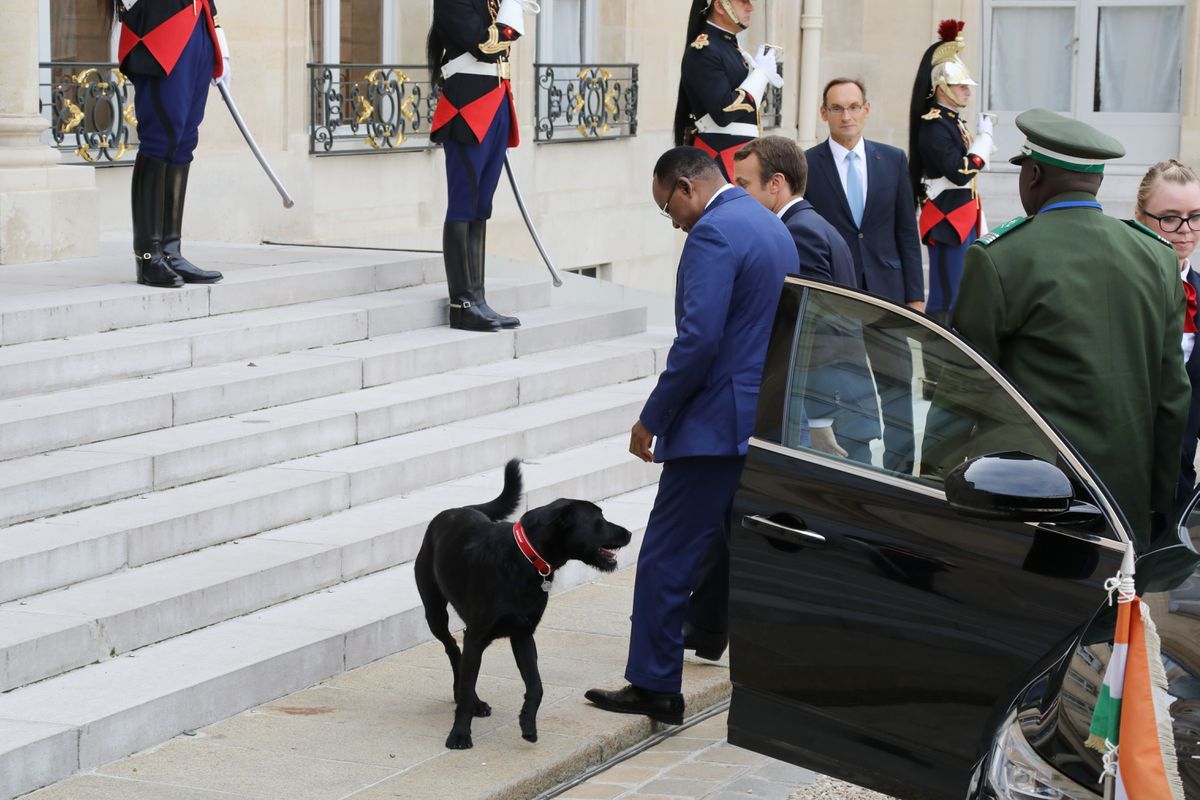 Nemo, el nuevo perro de Macron - nemo-macron-4