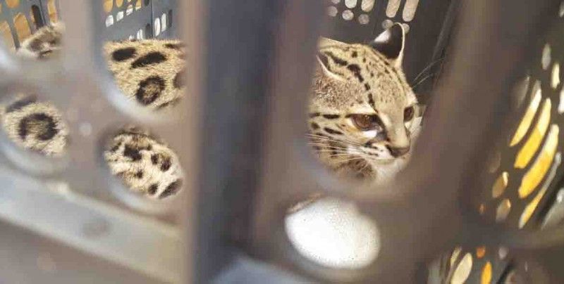 Capturan ejemplar de ocelote en clínica del IMSS