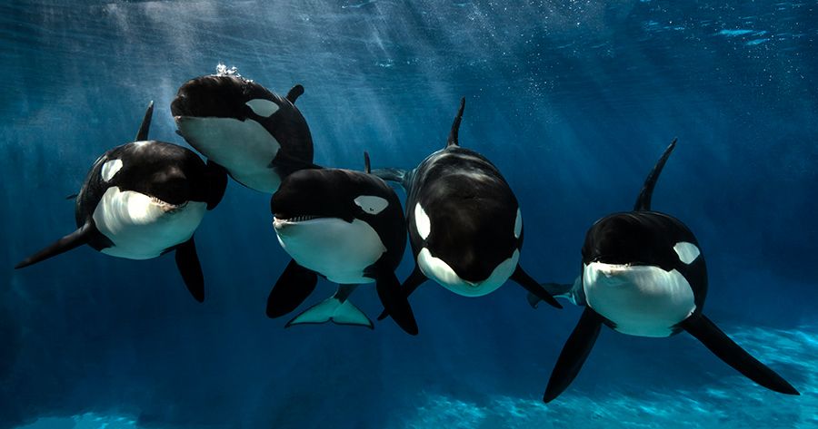 Sacrifican orca de Sea World