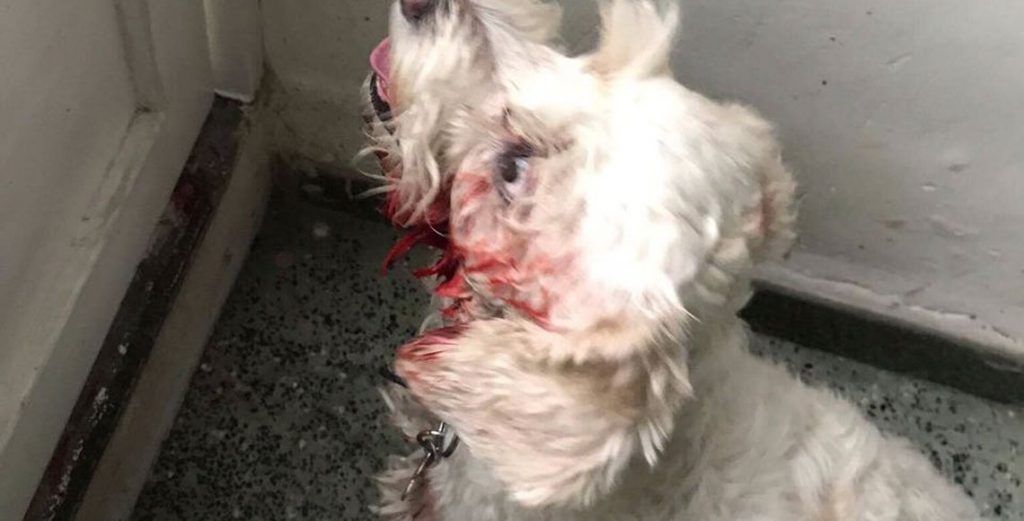 #Video Nuevo ataque de un pitbull en la Cuauhtémoc - perro-atacado-1024x521