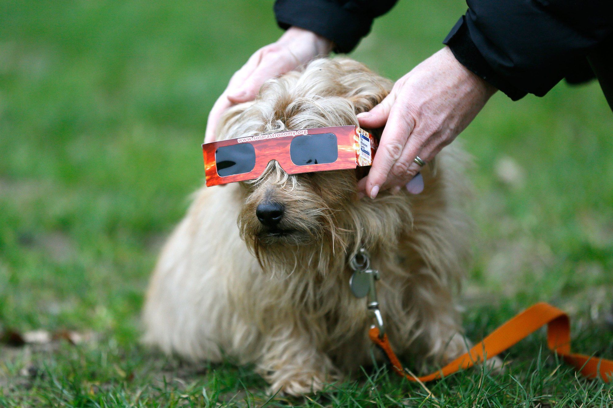 Mascotas pueden sufrir daños por eclipse - perro-lentes