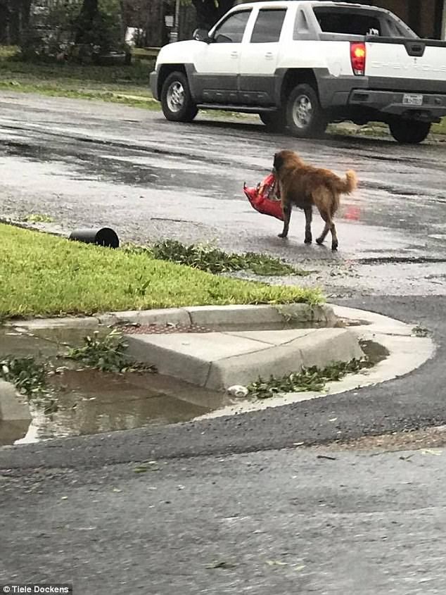 Perro carga comida tras paso de Harvey - perro-sobrevivente