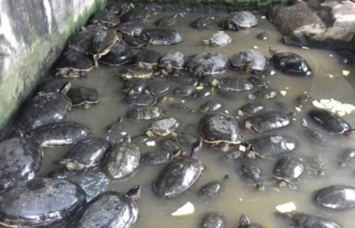 Rescatan 117 tortugas de criadero en Chiapas