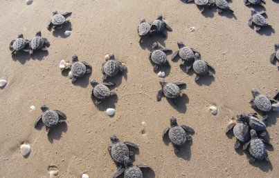 Sancionan a hotel de Cancún por manejo no autorizado de tortugas