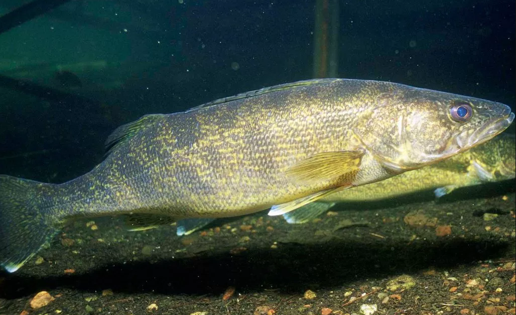 Totoaba podría dejar de ser una especie en peligro de extinción - totoaba-1