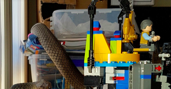 Encuentra serpiente entre los juguetes de su hijo