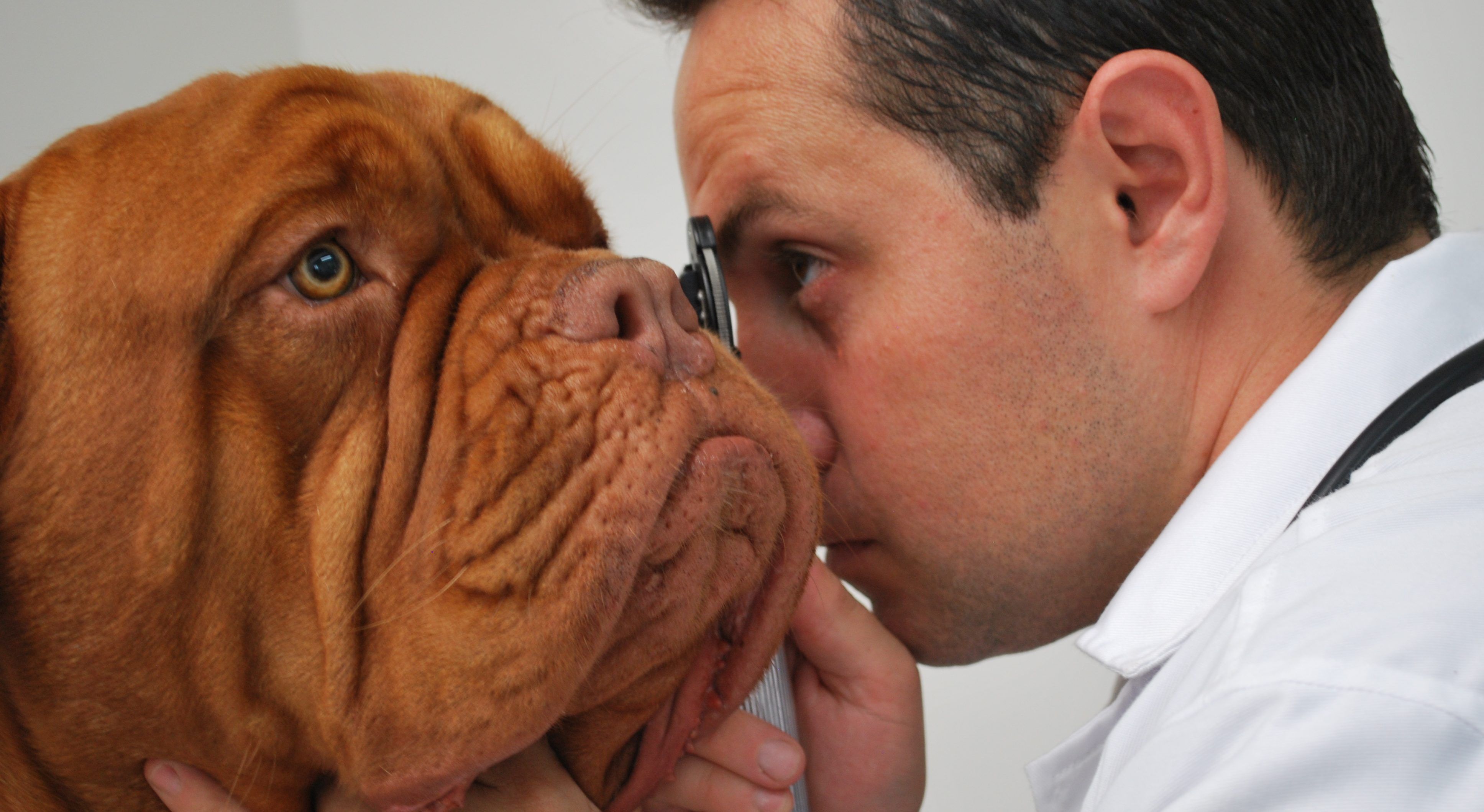 Hoy se celebra el día del veterinario Hoy se celebra el día del veterinario