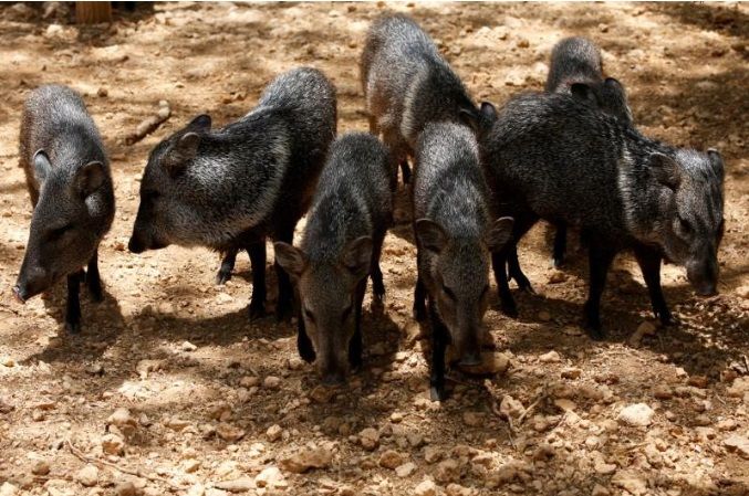 Roban animales en Venezuela para ser consumidos como alimento