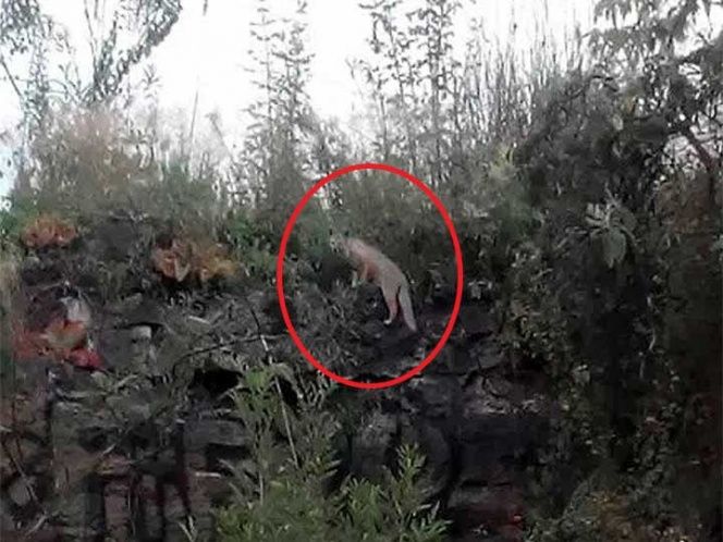 Zorra gris reaparece en reserva de CU luego de 10 años - zorra