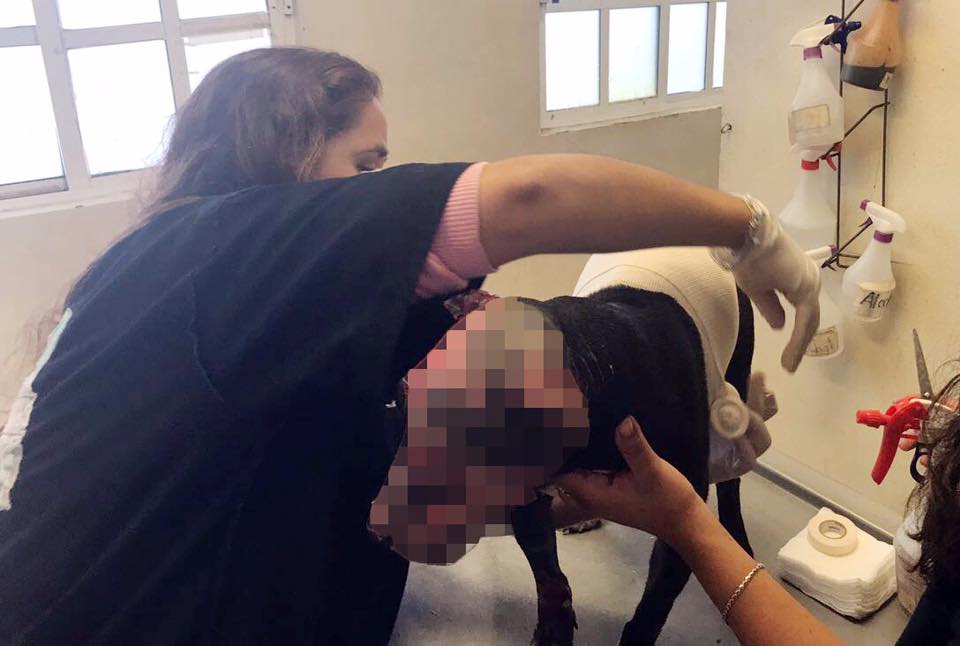 En recuperación perrita que fue quemada con soplete - 21231685_1744512102244178_3958892437431559710_n
