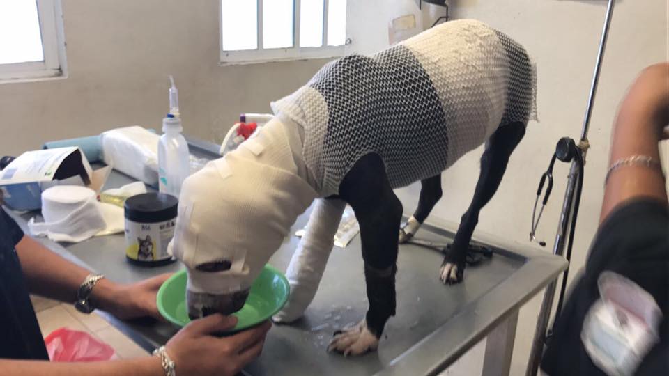 En recuperación perrita que fue quemada con soplete