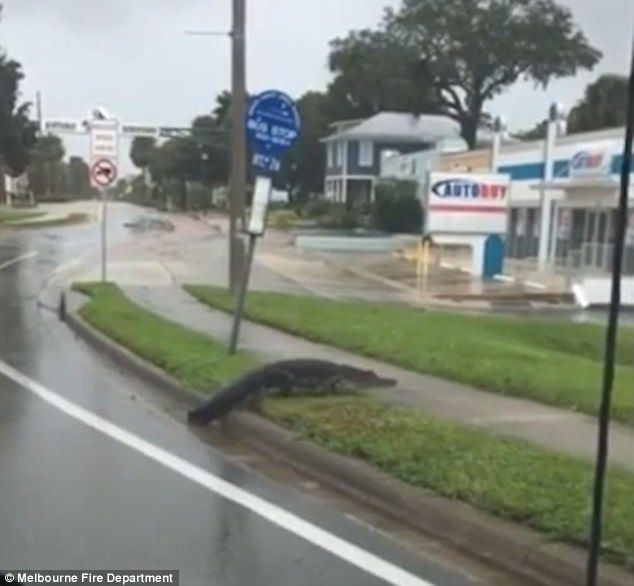 #Video Lagarto cruza avenida en Florida tras Irma