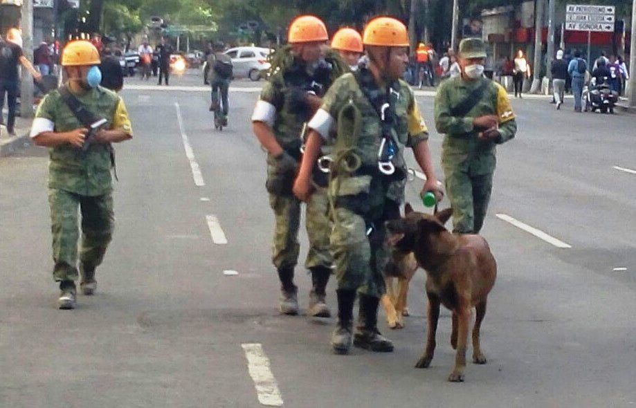 Binomios caninos apoyan en rescate de personas en Condesa