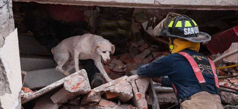 Alumnos de la UNAM curaron a 100 perros heridos por sismo