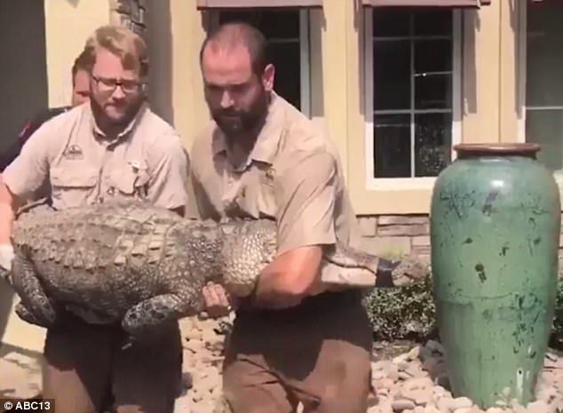 Tras paso de Harvey, hombre encuentra cocodrilo en su comedor - Foto-de-Daily-Mail-Cocodrilo-Harvey-2