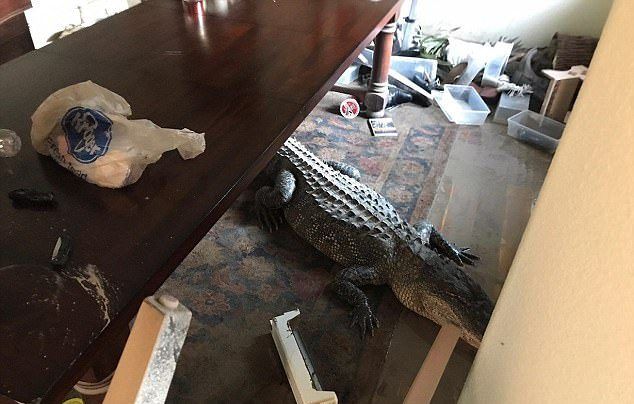 Tras paso de Harvey, hombre encuentra cocodrilo en su comedor
