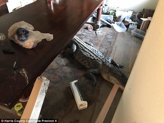 Tras paso de Harvey, hombre encuentra cocodrilo en su comedor - Foto-de-Daily-Mail-Cocodrilo-Harvey