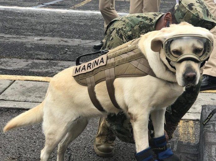 Diseñan cerveza en honor a Frida