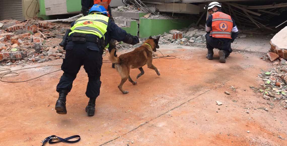 #Video Kublay el oficial canino de la Policía Federal que ha recuperado más de 70 cuerpos