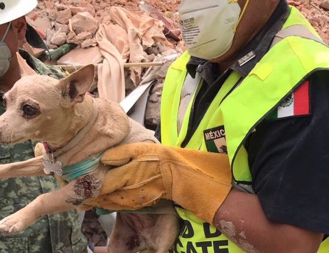 #Video Rescatan a perra de escombros en la Del Valle