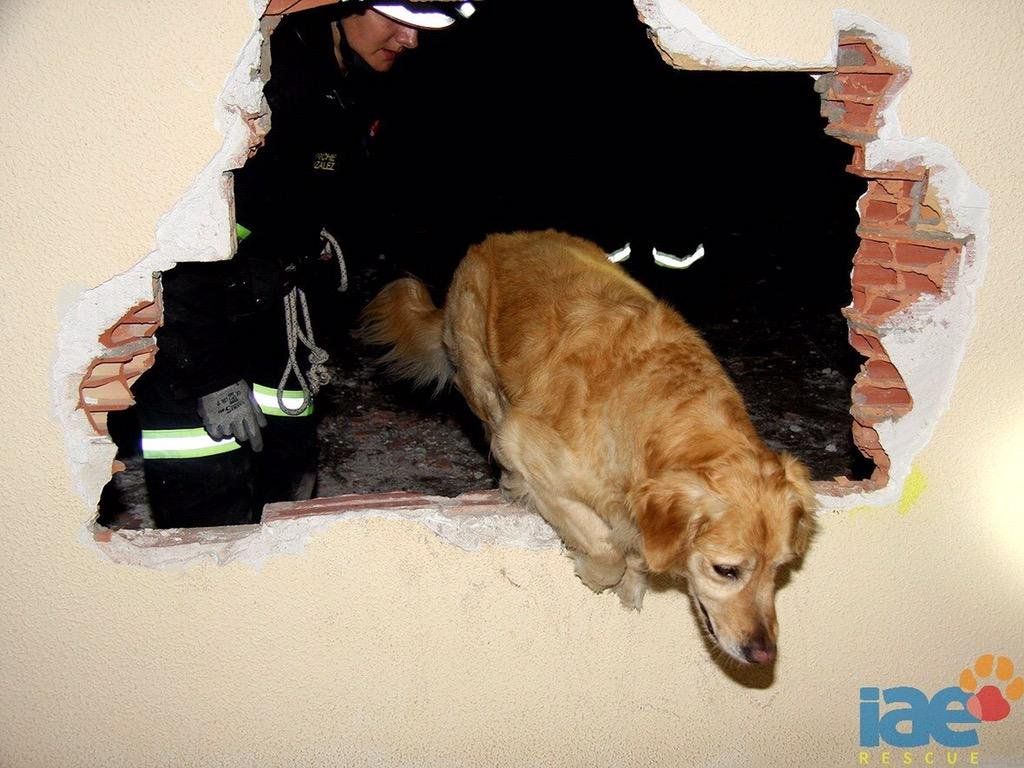 Así es como entrenan a los perros de rescate - Perros-rescate-2-Foto-de-@ONGIAE