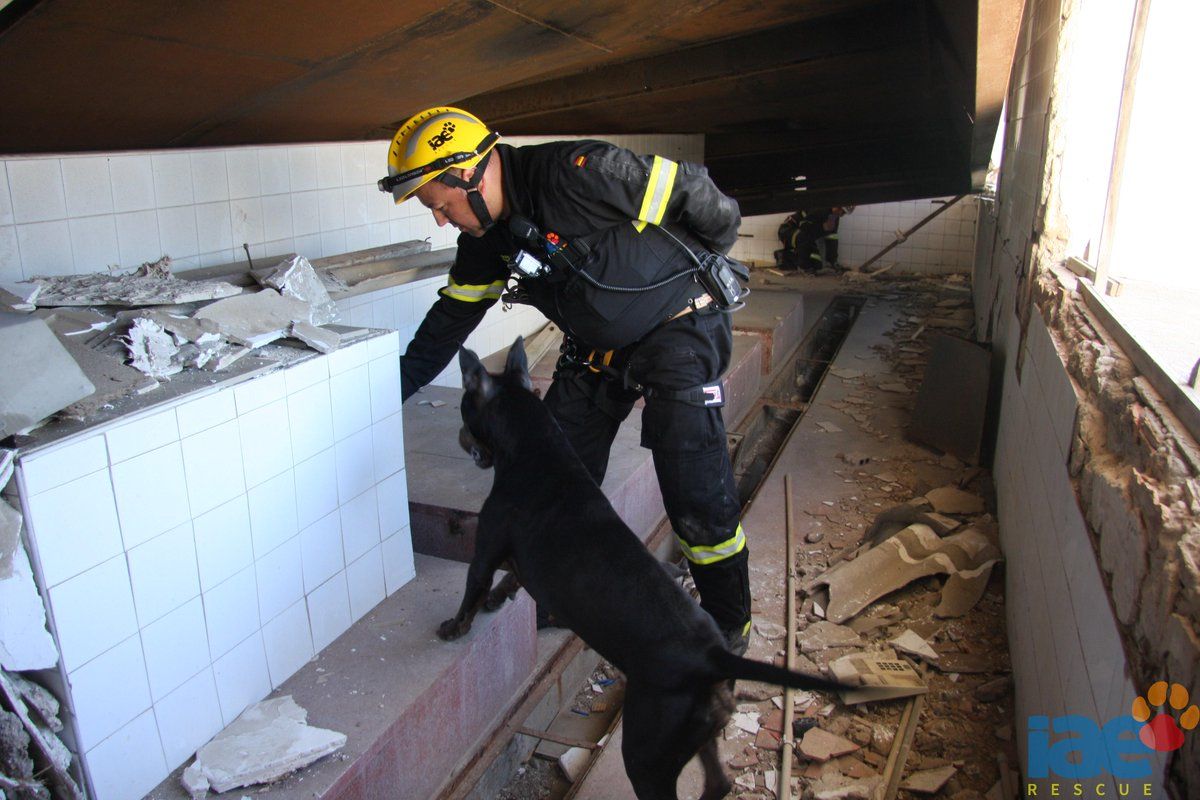 Así es como entrenan a los perros de rescate - Perros-rescate-3-Foto-de-@ONGIAE