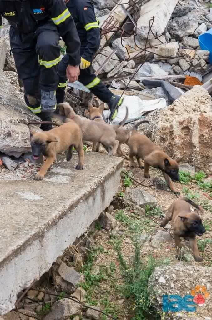 Así es como entrenan a los perros de rescate - Perros-rescate-Foto-de-@ONGIAE