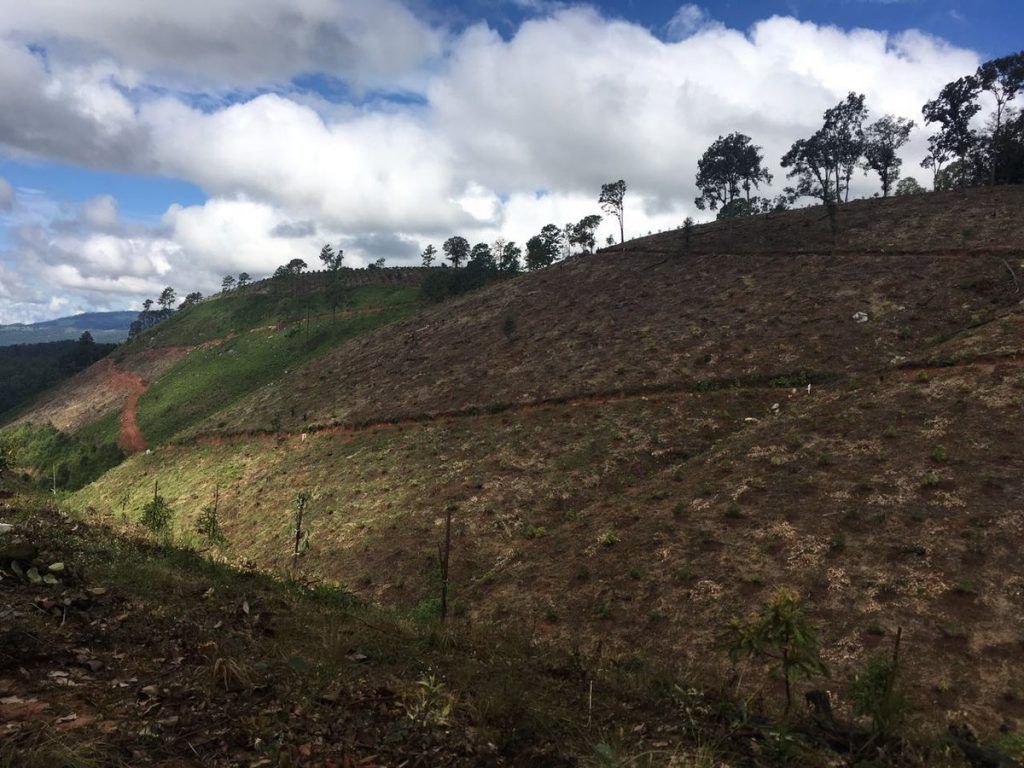Desmantelan plantación de aguacate en Edomex - Plantación-de-Aguacate-foto-de-Profepa-2-1024x768