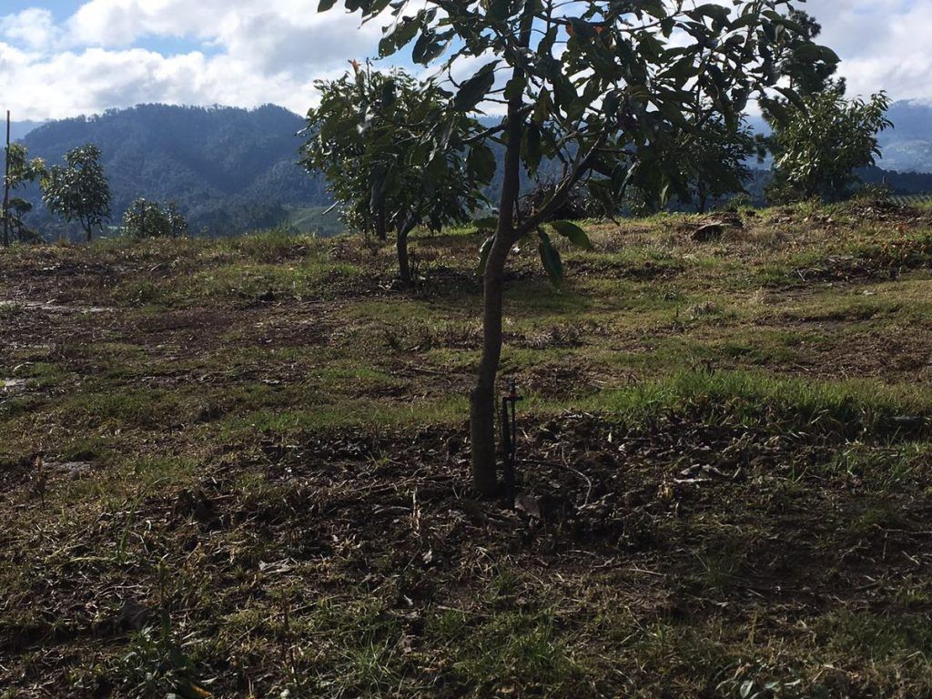 Desmantelan plantación de aguacate en Edomex - Plantación-de-Aguacate-foto-de-Profepa-3-1024x768