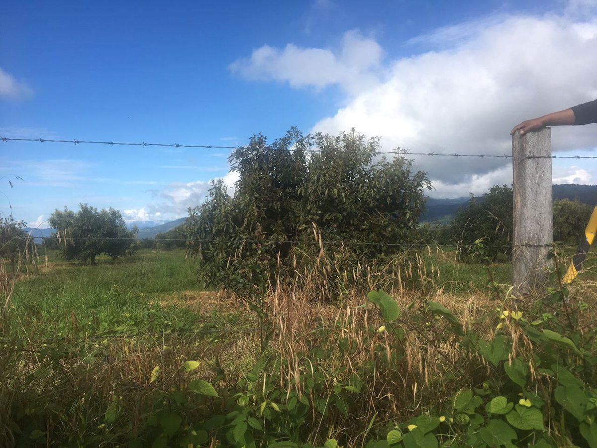 Desmantelan plantación de aguacate en Edomex - Plantación-de-Aguacate-foto-de-Profepa-4