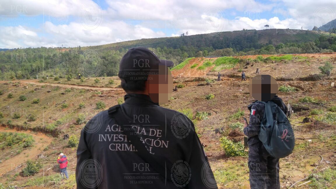 Desmantelan plantación de aguacate en Edomex - Plantación-de-Aguacate-foto-de-Profepa