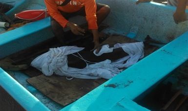 Rescatan a delfín varado en costas de Michoacán - Rescate-delfín-michoacán-foto-de-Profepa